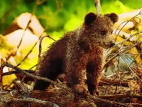 Cute baby bears