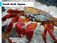 Beach crab jigsaw