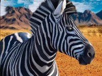 Zebra hunter sniper shooting 