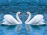 Swans slide