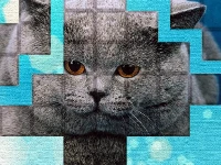 Picpu - cat puzzle
